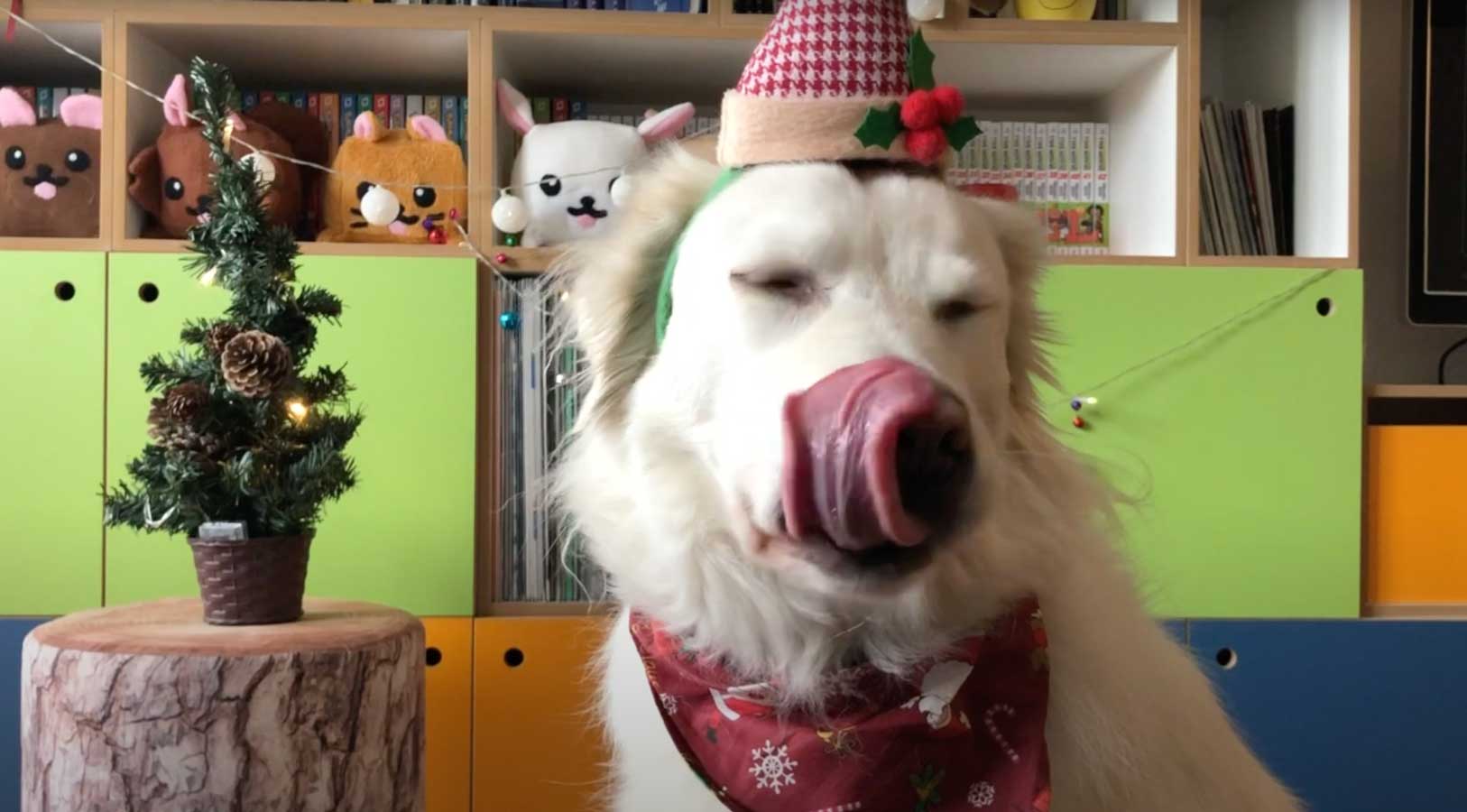 Il calendario dell'Avvento di Kira e Cody